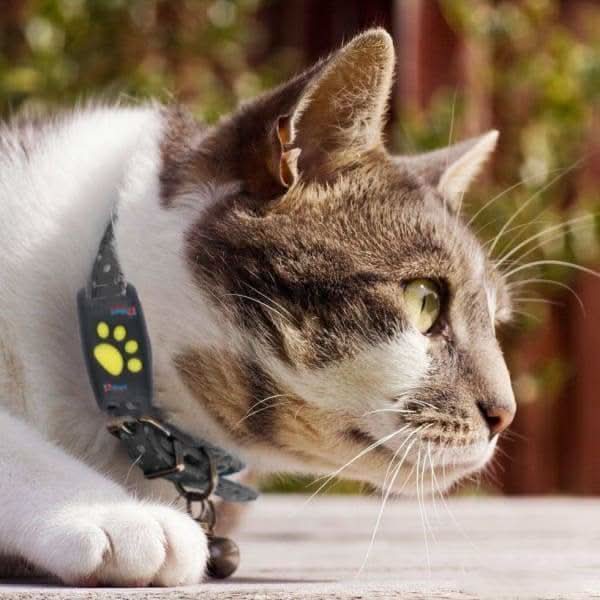 GPS Tracker for Dogs & Cats – Compact Pet Tracker with App Location & Rechargeable Battery, Attaches to Collar